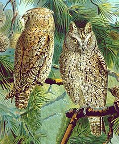  Otus scops 